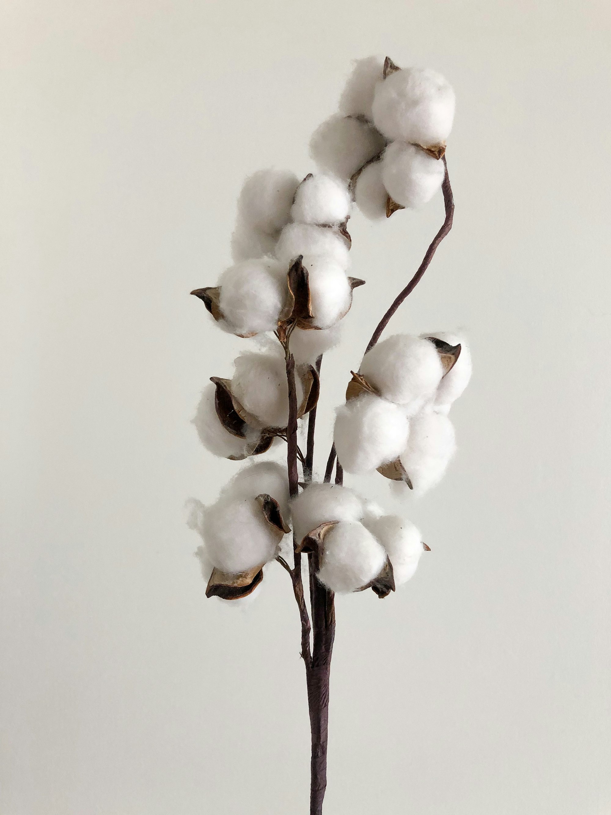 cotton bolls on the stem
